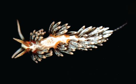  Berghia stephanieae  (Aiptasia Eating Nudibranch)